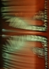 Zebra bewegt (Ausschnitt)
