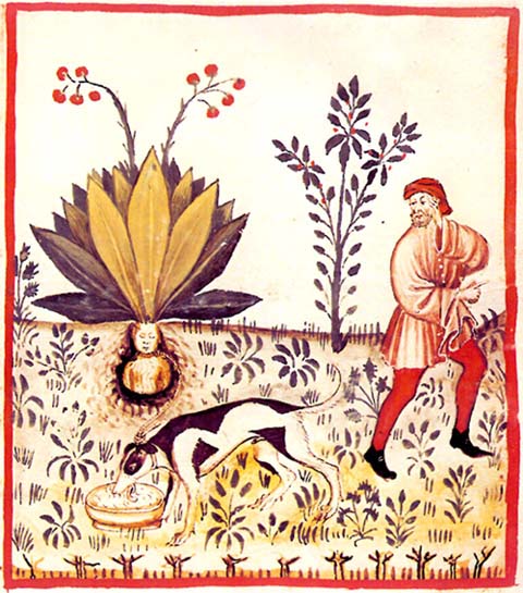 Fructus Mandragorae