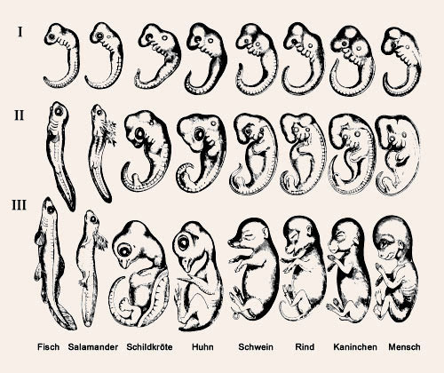 Embryonale Entwicklungsstufen nach der Embryonentafel von Ernst Haeckel aus dem Jahre 1866