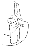kapitthan