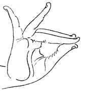 mrigashirsham