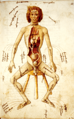 Aderlassmann aus der Handschrift Augustea