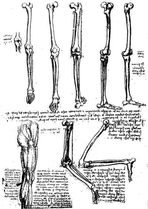 Leonardo da Vinci, Studien zum Knochenbau der Beine