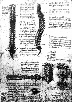 Leonardo da Vinci, Studien zum Aufbau der Wirbelsäule