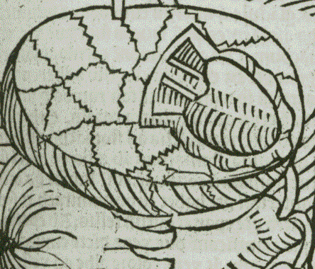 Datail der Abbildung Figura de situ viscerum -  Herz und Lunge