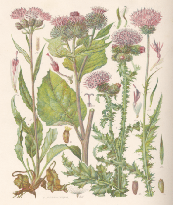 Klette, Gustav Hegi, Illustrierte Flora von Mittel-Europa, 1954