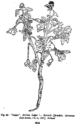 Klette, otto Brunfels, Herbarum vivae, eicones, 1530