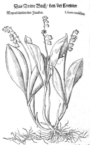 Maiglöckchen, Petrus Andreas Matthiolius, New Kreüterbuch, 1563