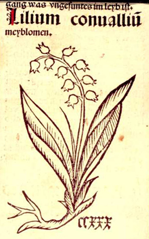 Maiglöckchen, Bernhard von Breydenbach, Hortus Sanitatis, 1486