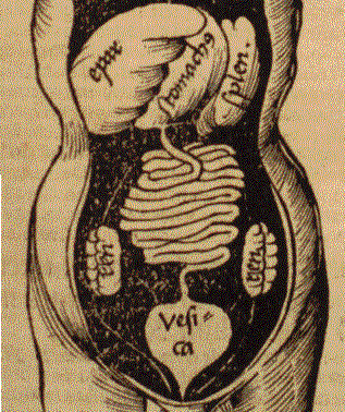 Gregor Reisch, Margarita philosophica, Detail Leib