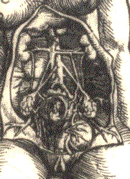 Walter Ryff, Anatomie, Detailansicht