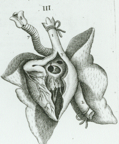 Johann Andreas Schenck detailansicht des Herzens