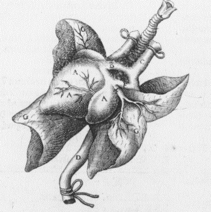 Johann Andreas Schenck Detailansicht des herzens