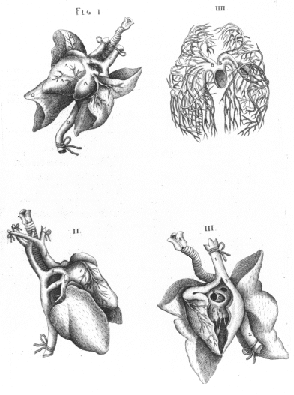 Joahann Andreas Schenck, Herz Aus: Anatomia, 1609