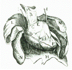 Johann Andreas Schenck,  Anatomia, Detail: Herz, Lunge, Zwerchfell, 1609