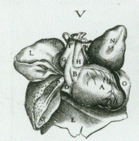 Johann Andreas Schenck, Anatomia, Die Lunge, 1609