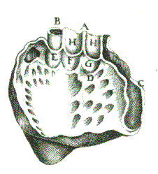 Johann Andreas Schenck, Anatomia, Herzgef&auml;&szlig;e, 1609