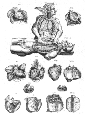 Johann Andreas Schenck, Organe aus: Anatomia, 1609