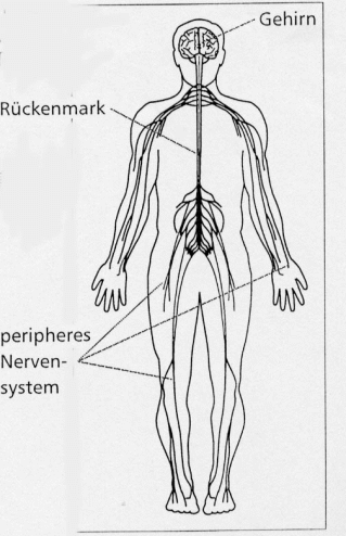 Nervensystem